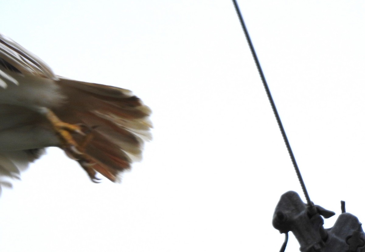Red-tailed Hawk - ML616325029
