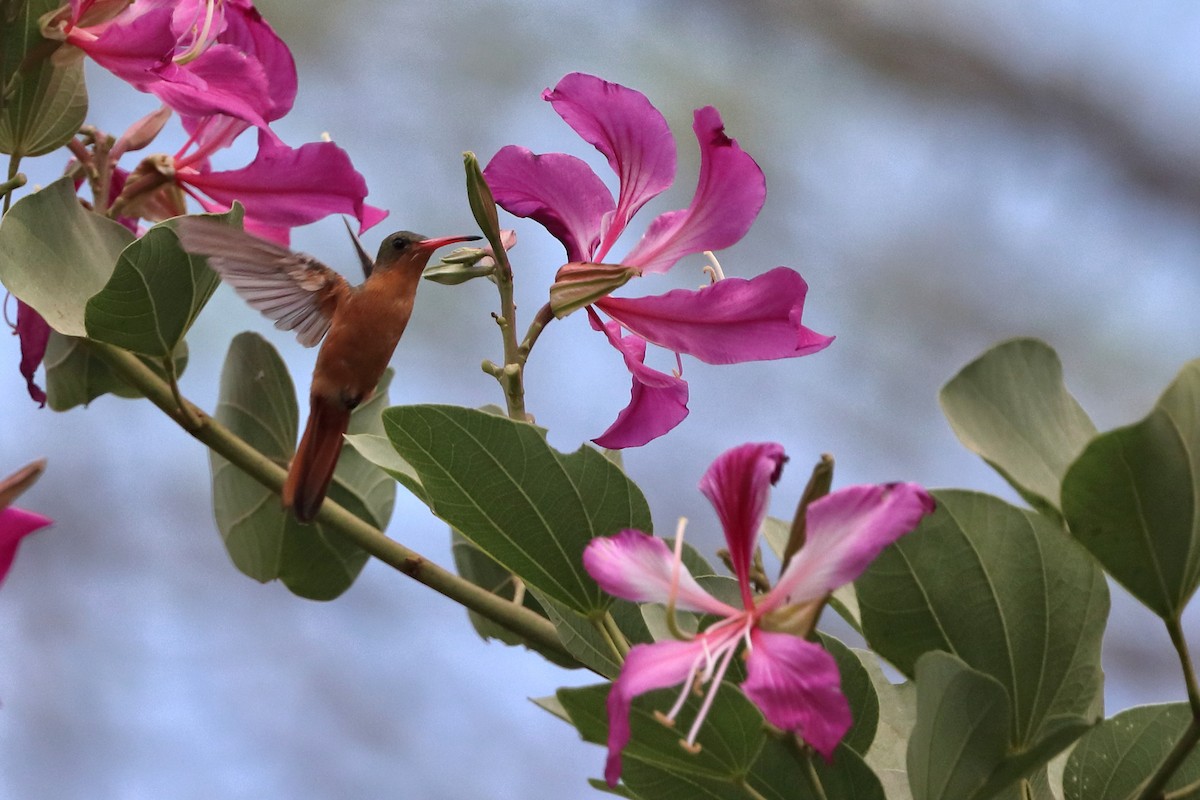 kolibřík ryšavý - ML616325093