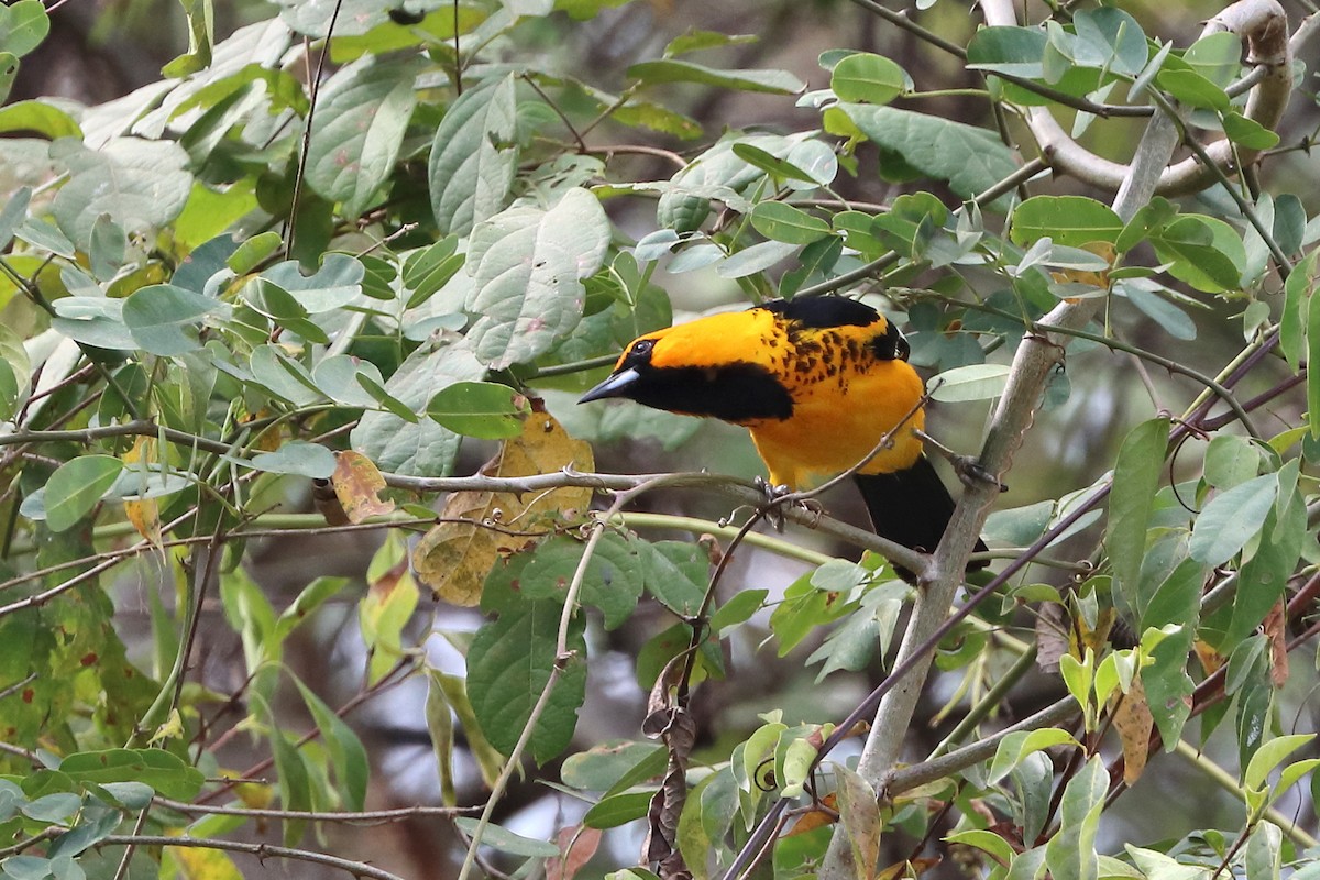 Spot-breasted Oriole - ML616325123