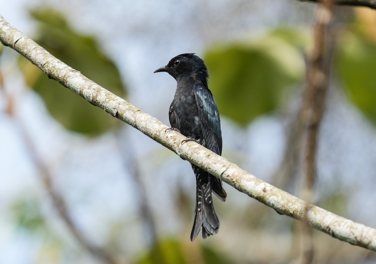 Square-tailed Drongo-Cuckoo - ML616325162