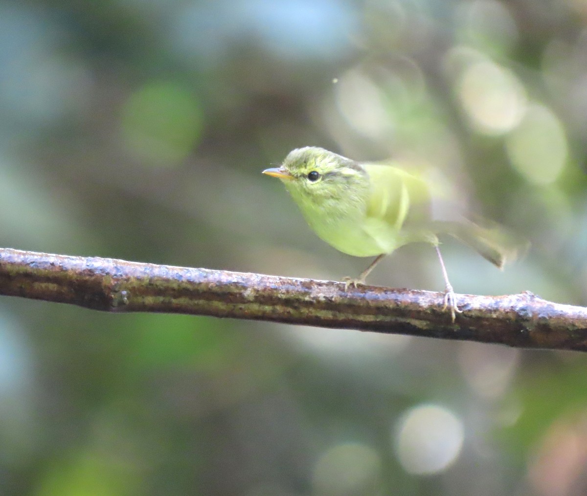 Davison's Leaf Warbler - Todd Pepper