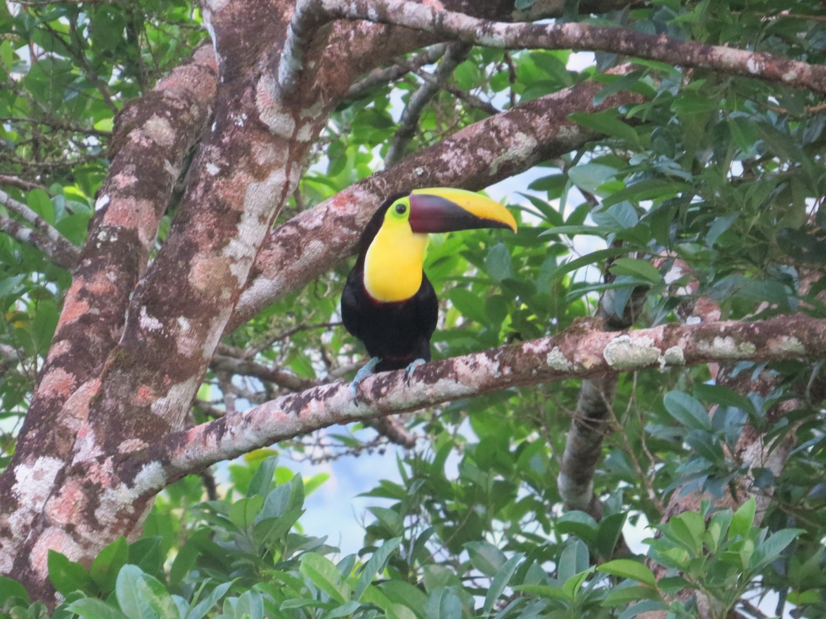 Yellow-throated Toucan (Chestnut-mandibled) - ML616325355