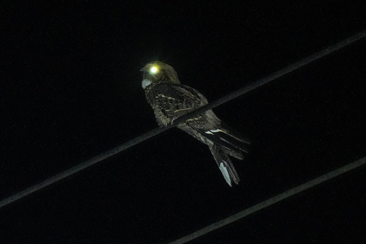 Large-tailed Nightjar - Krit Adirek