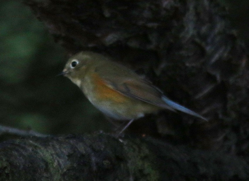 Red-flanked Bluetail - ML616325433