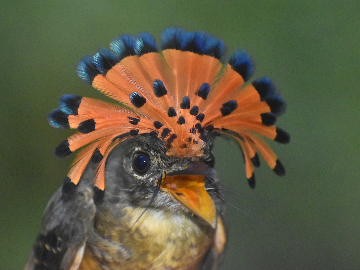 Tropical Royal Flycatcher (Amazonian) - Eric Konkol