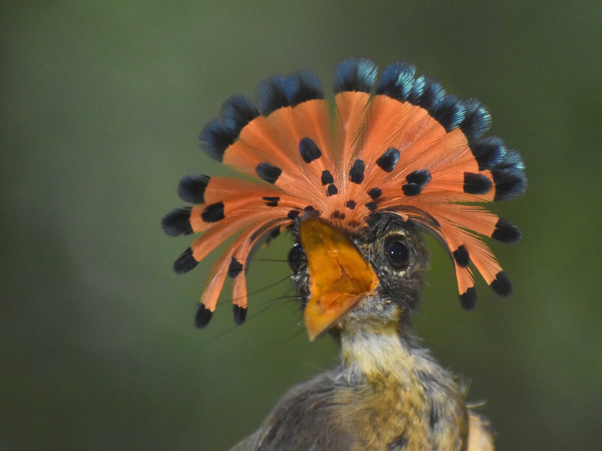 Tropical Royal Flycatcher (Amazonian) - Eric Konkol