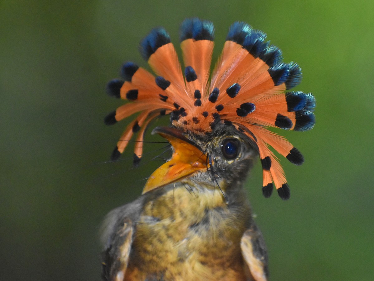 Tropical Royal Flycatcher (Amazonian) - ML616325502