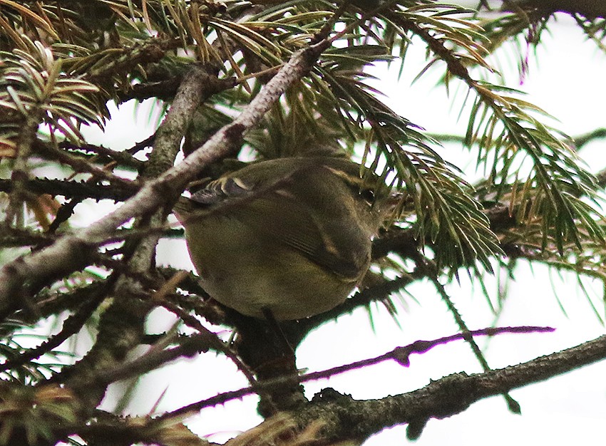 Hume's Warbler - ML616325539