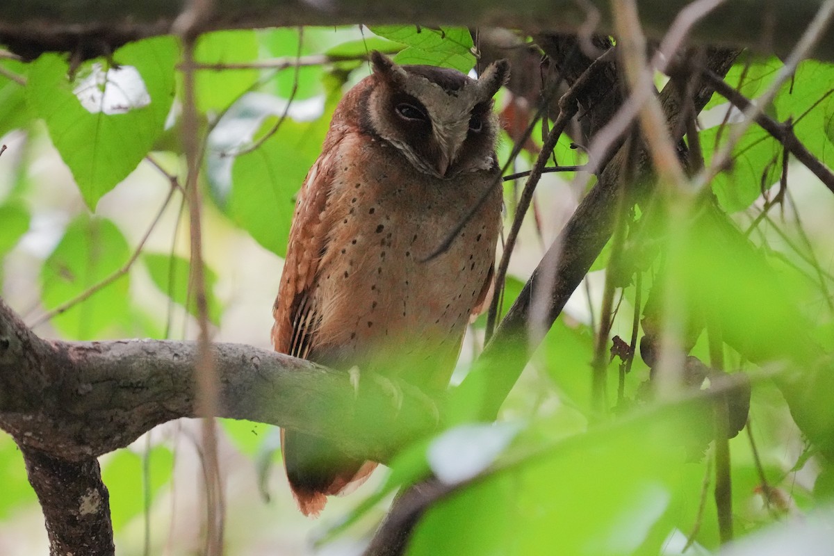 White-fronted Scops-Owl - ML616325575