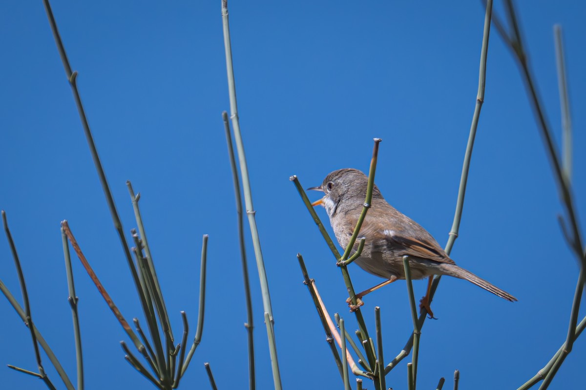 Spectacled Warbler - ML616325601
