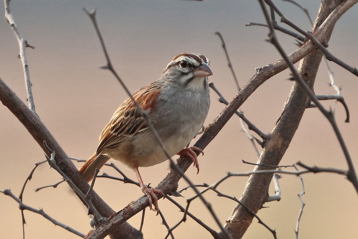 Cinnamon-tailed Sparrow - Jason Leifester