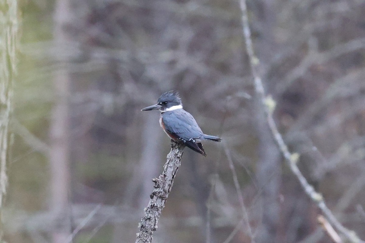 Belted Kingfisher - Robert Howes