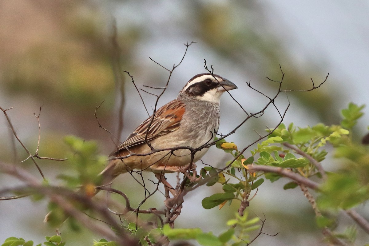 Stripe-headed Sparrow - Jason Leifester
