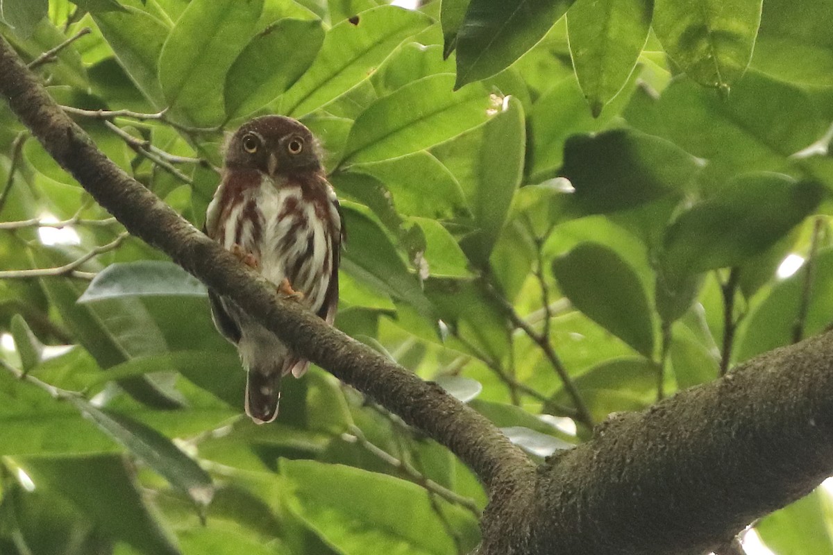 Central American Pygmy-Owl - ML616325813