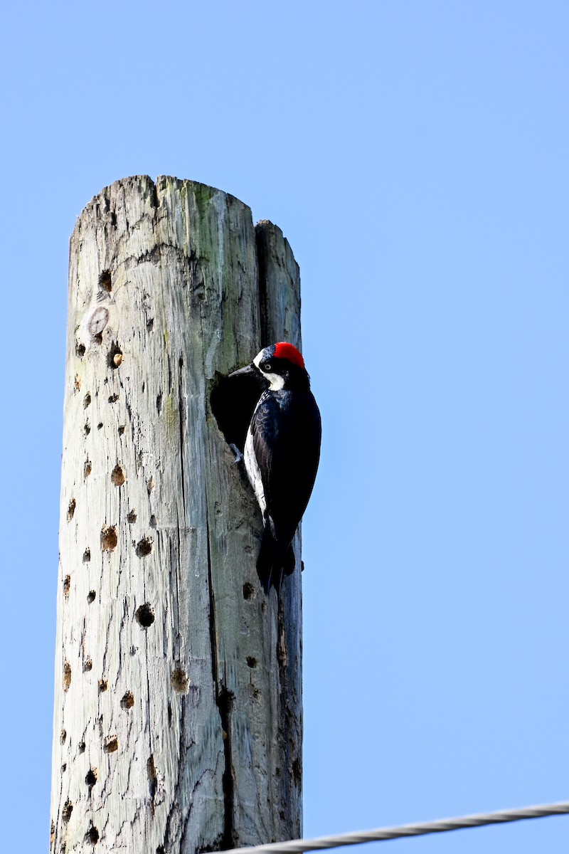 Acorn Woodpecker - ML616325950