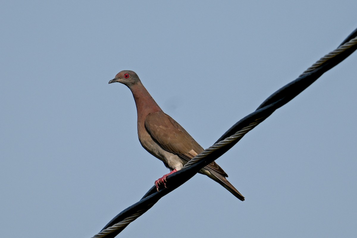 Pale-vented Pigeon - ML616325957