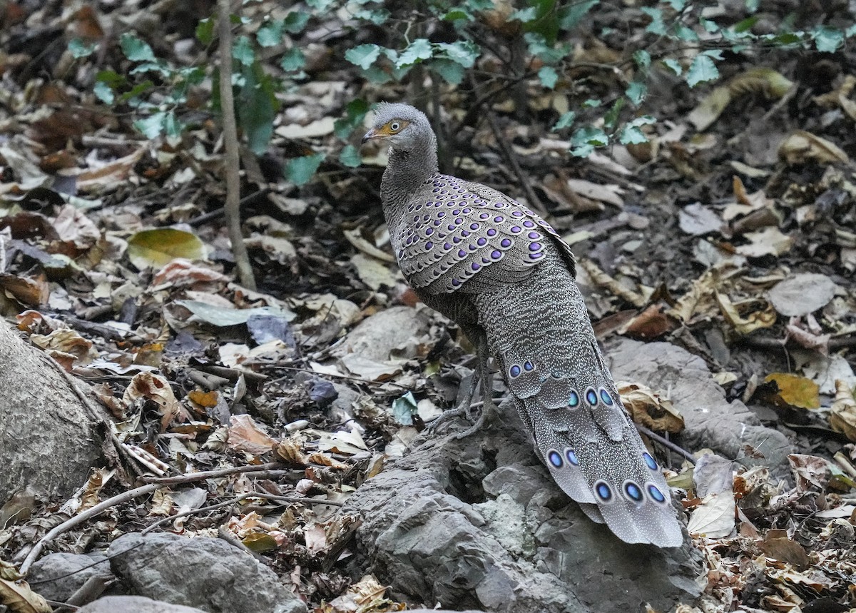 Gray Peacock-Pheasant - Krit Adirek