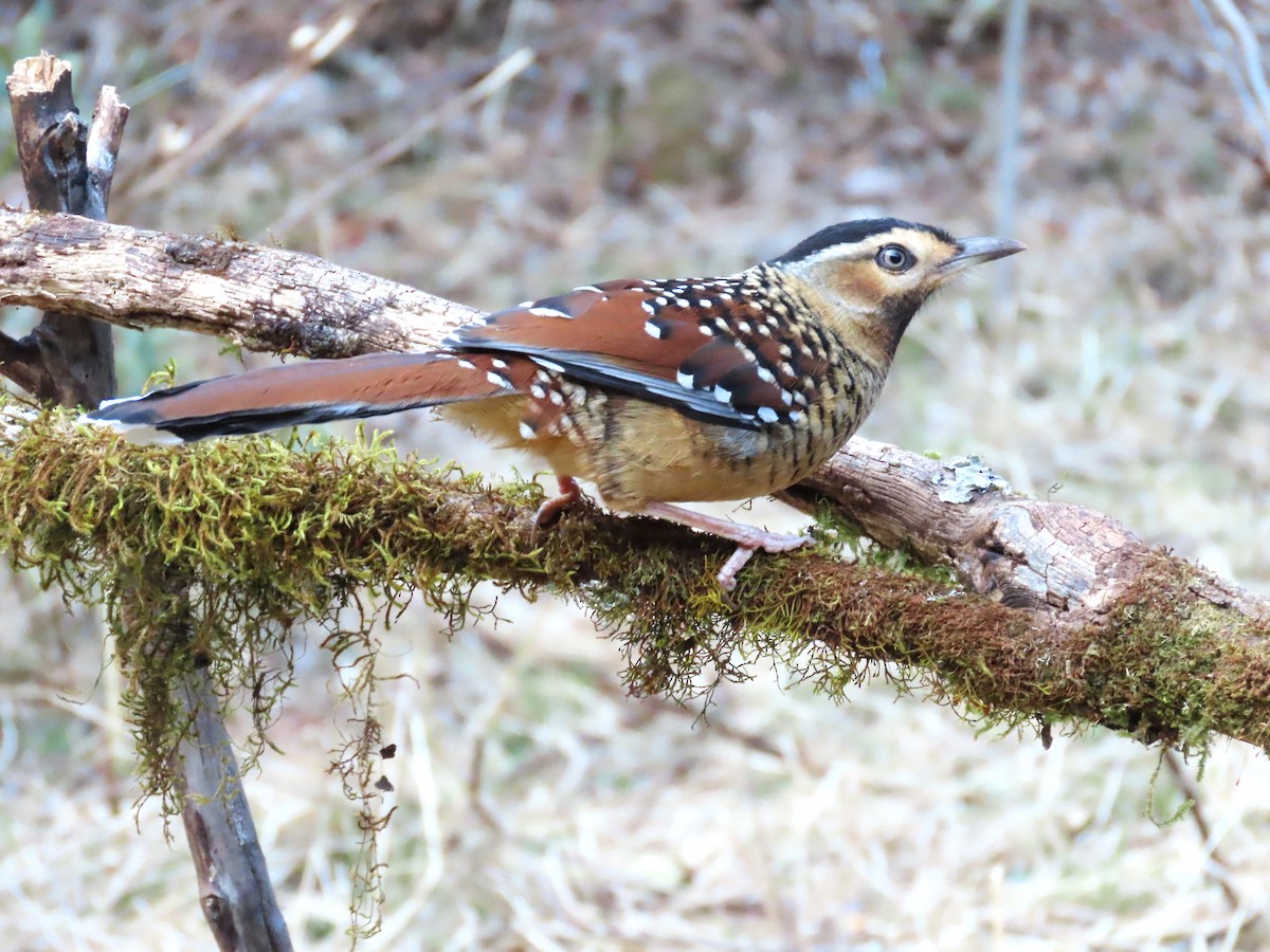 Spotted Laughingthrush - ML616325979