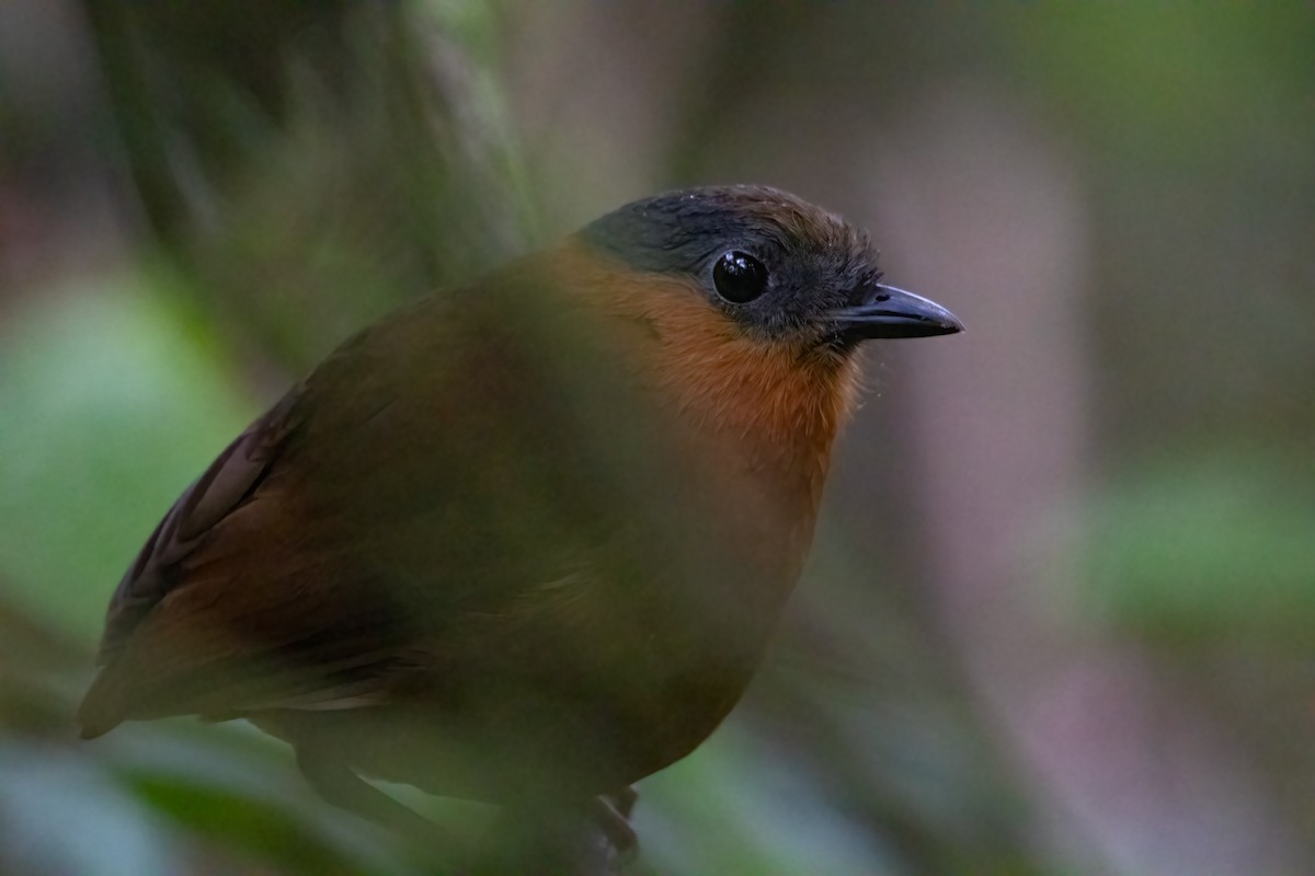 Gray-naped Antpitta - Jhonathan Miranda - Wandering Venezuela Birding Expeditions