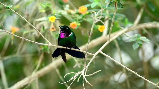 kolibřík bělolímcový - ML616326145