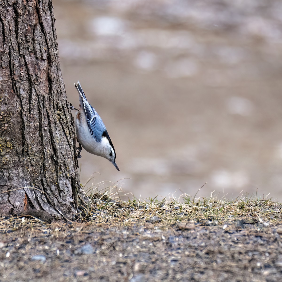 White-breasted Nuthatch - ML616326212
