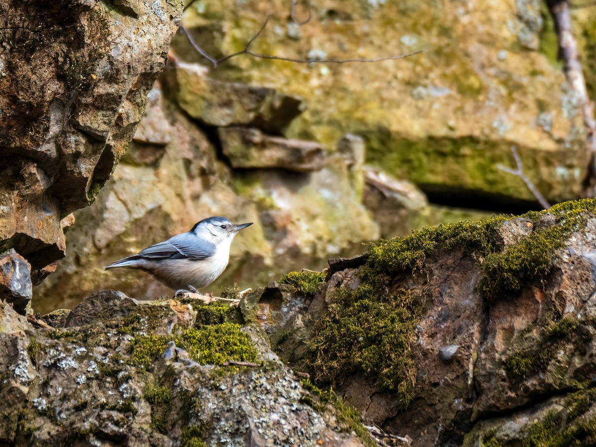 White-breasted Nuthatch - ML616326213