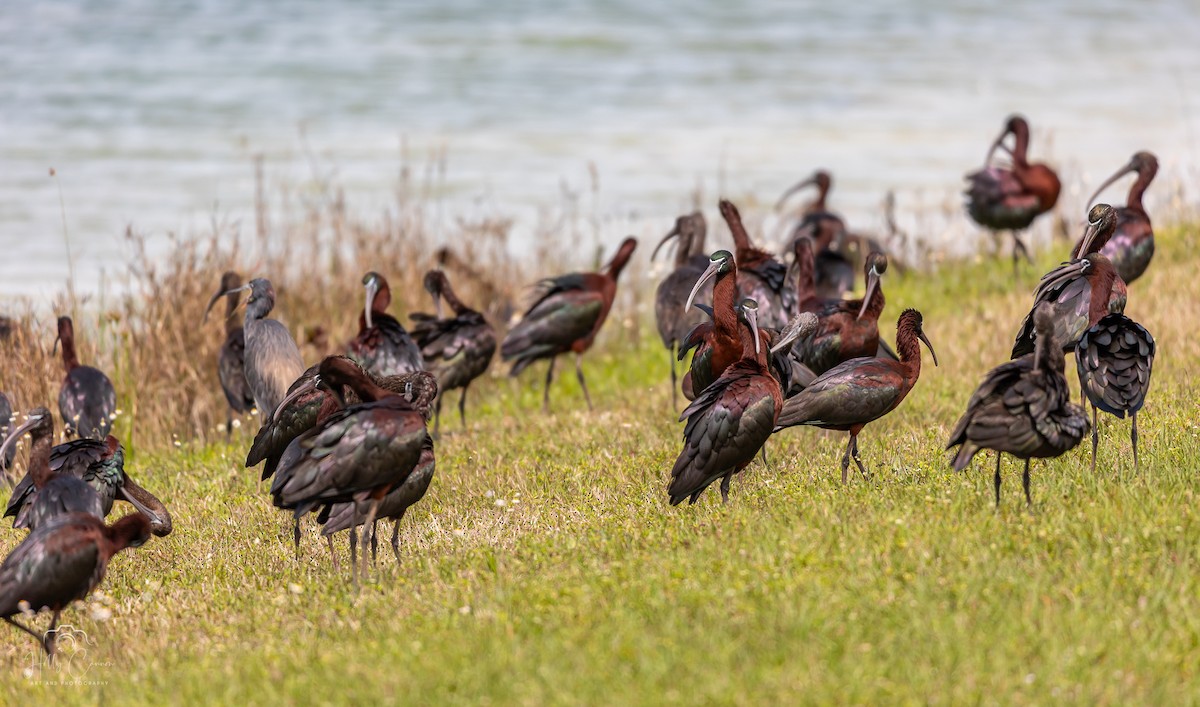 Glossy Ibis - Holly Cannon