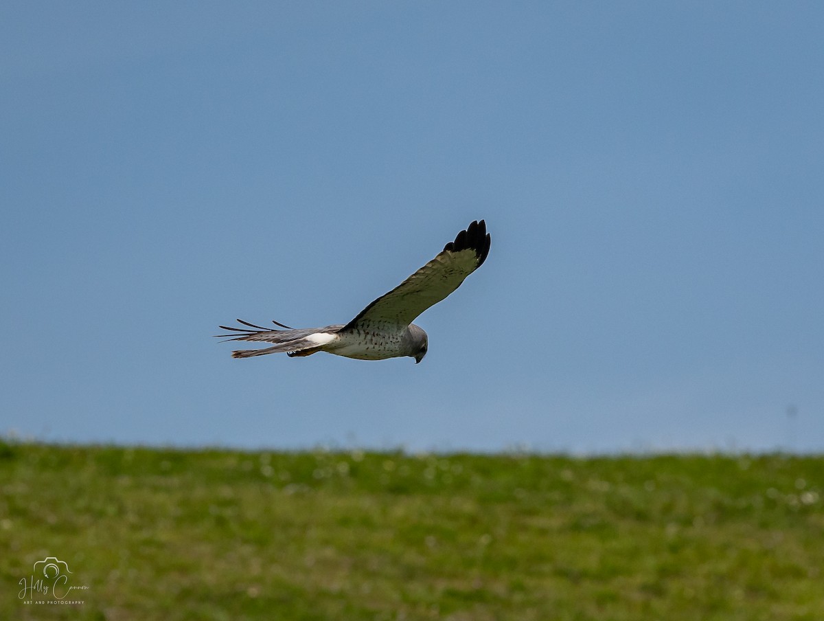 Northern Harrier - Holly Cannon