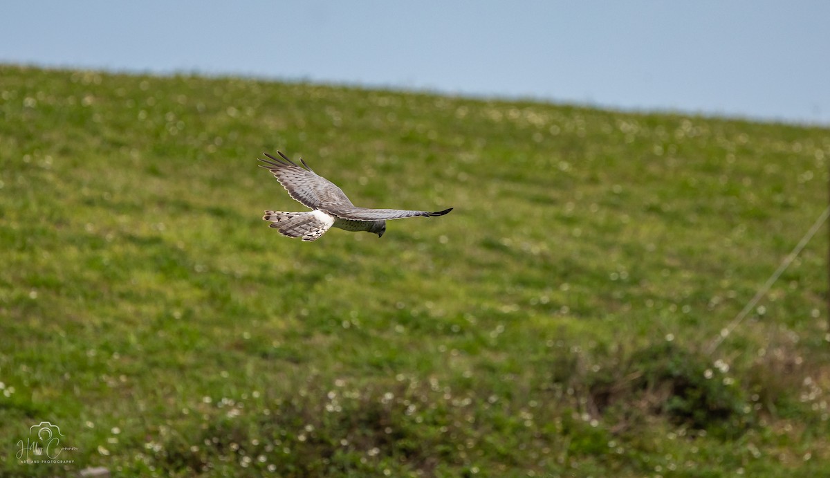 Northern Harrier - Holly Cannon