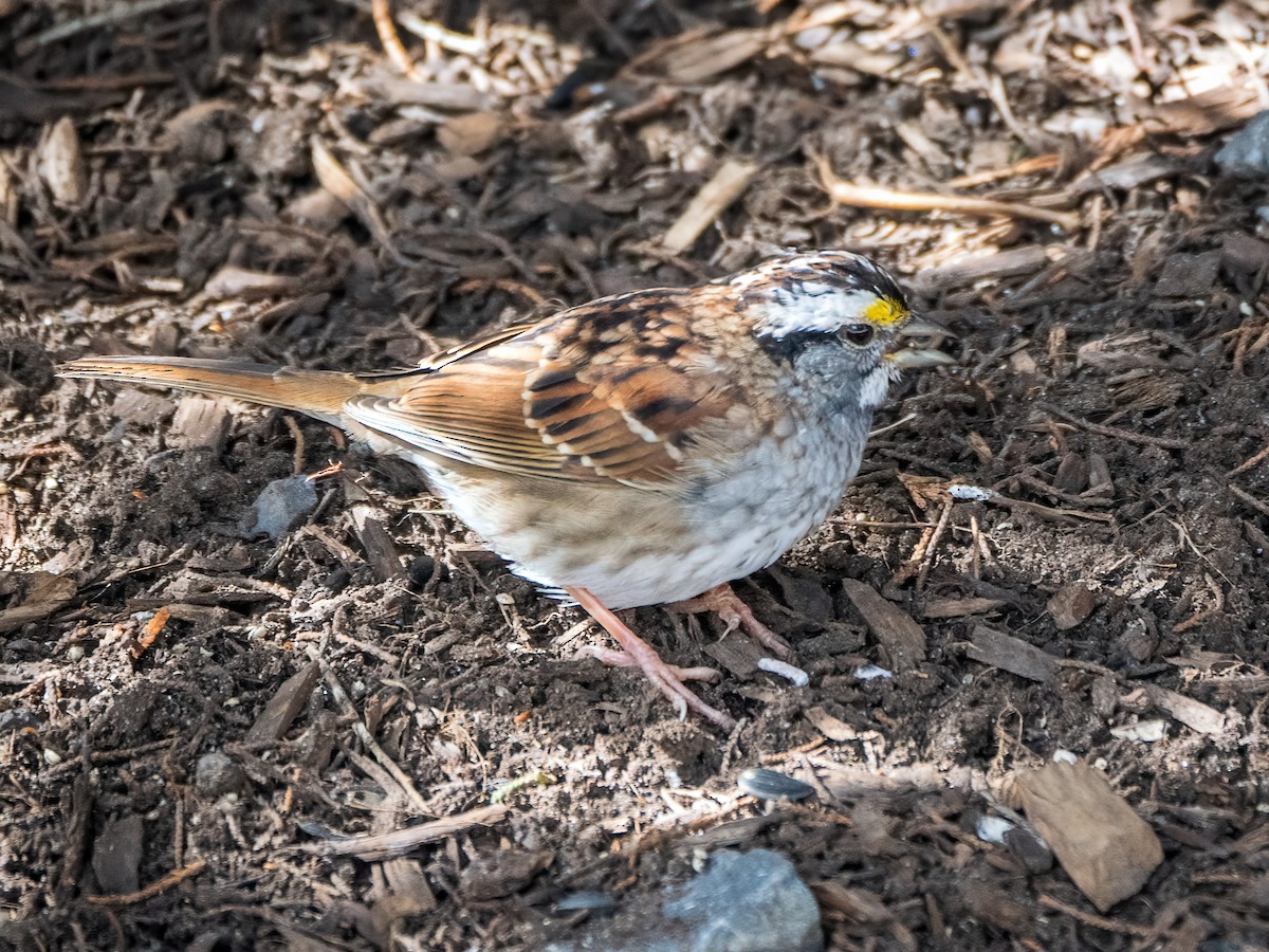White-throated Sparrow - Danielle  A