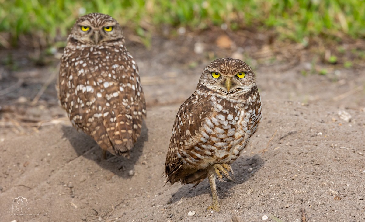 Burrowing Owl - Holly Cannon