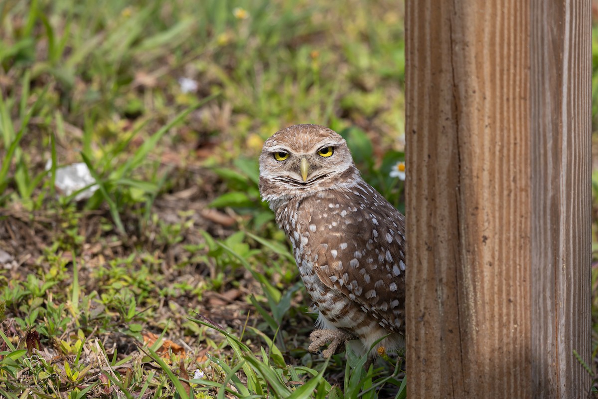 Burrowing Owl - ML616326284