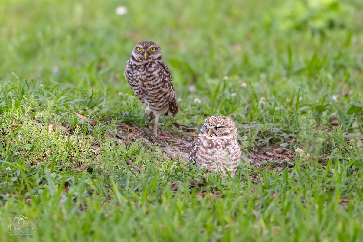 Burrowing Owl - Holly Cannon