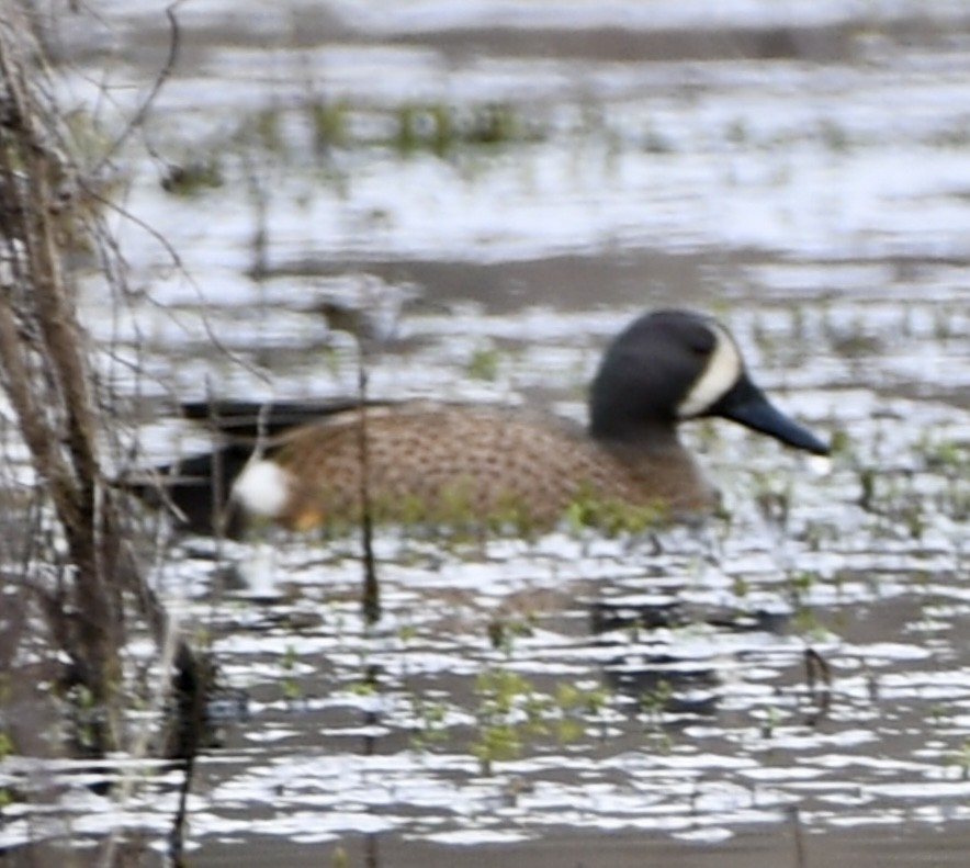 Blue-winged Teal - ML616326486