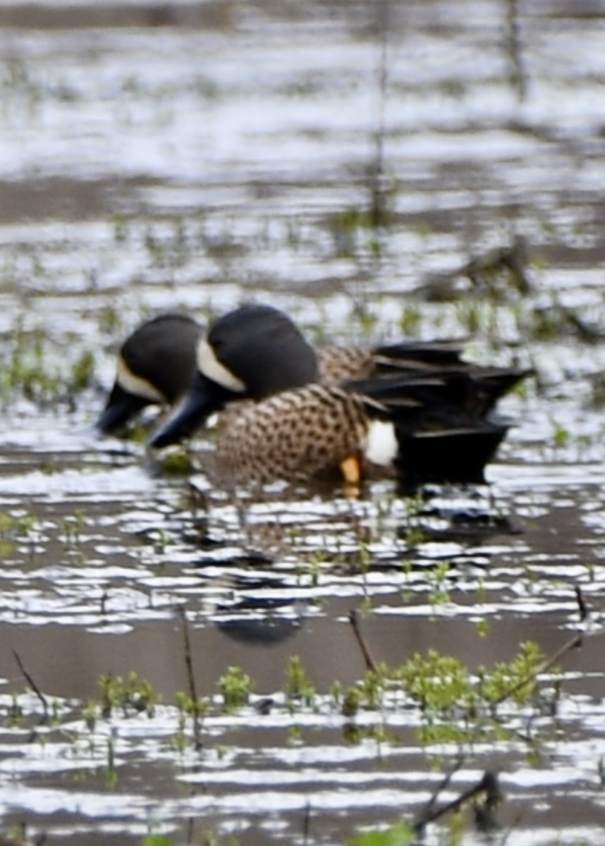 Blue-winged Teal - Theresa Edwards