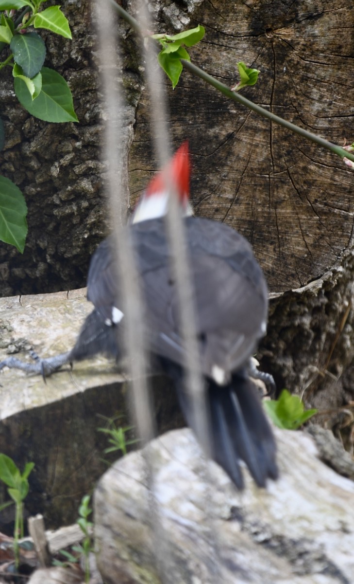 Pileated Woodpecker - ML616326495