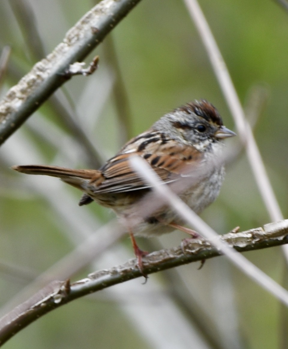 Swamp Sparrow - Theresa Edwards
