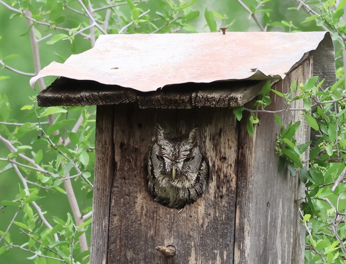 Eastern Screech-Owl (McCall's) - ML616326666