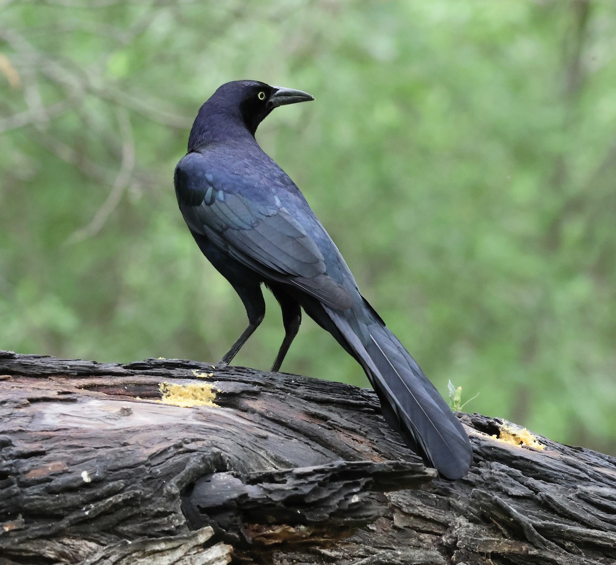 Great-tailed Grackle - ML616326722