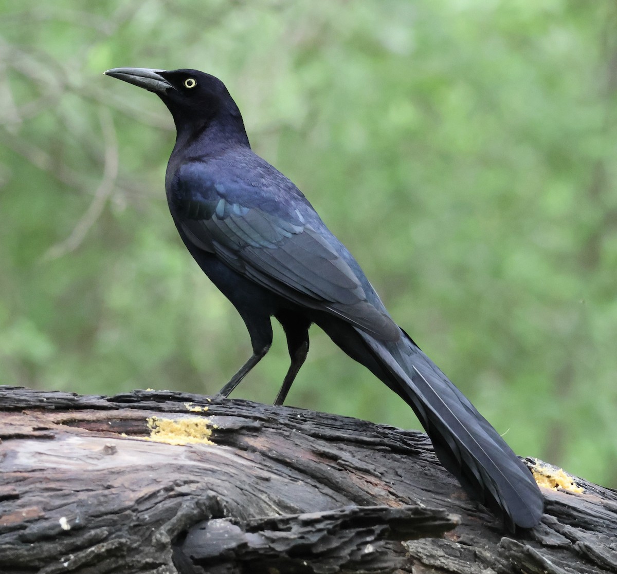 Great-tailed Grackle - ML616326724