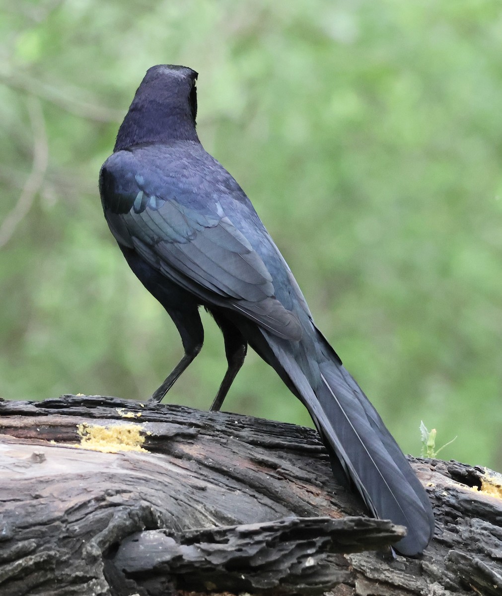 Great-tailed Grackle - Margo Goetschkes