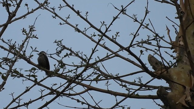 Brown-capped Pygmy Woodpecker - ML616326812