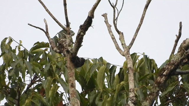 Brown-capped Pygmy Woodpecker - ML616326813