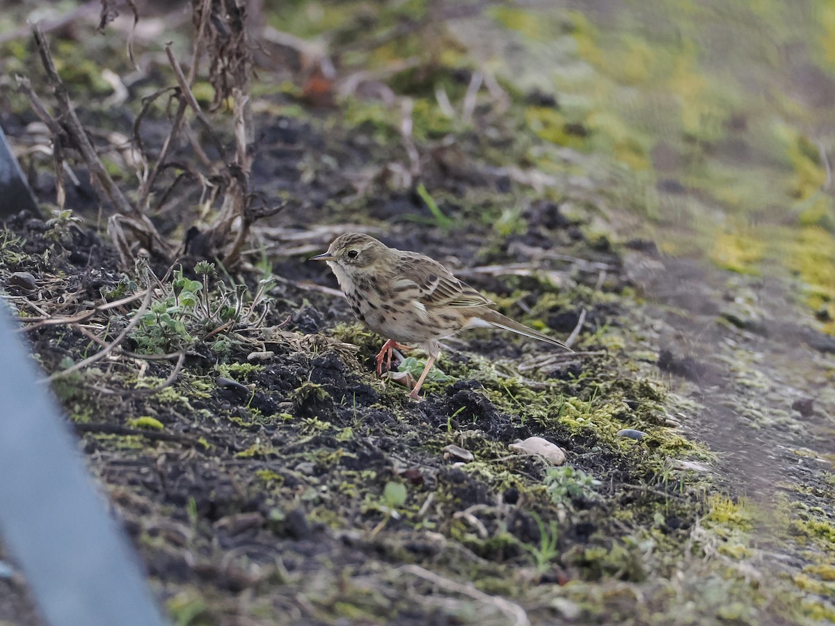 Meadow Pipit - ML616326910