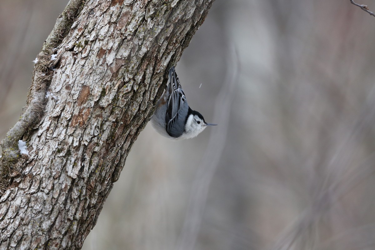 White-breasted Nuthatch - ML616326938