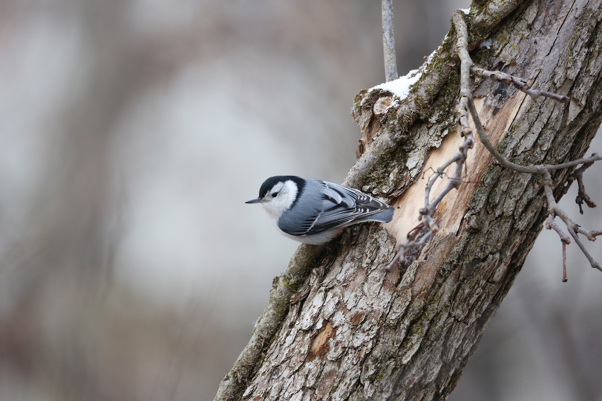 White-breasted Nuthatch - ML616326939