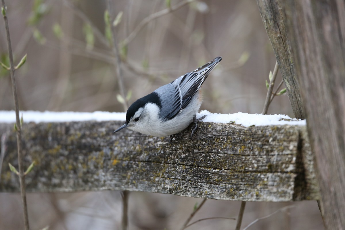 White-breasted Nuthatch - ML616326942