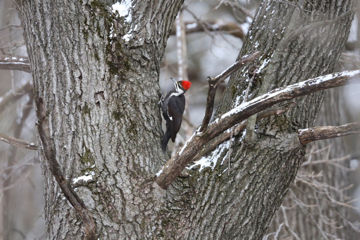Pileated Woodpecker - ML616326949
