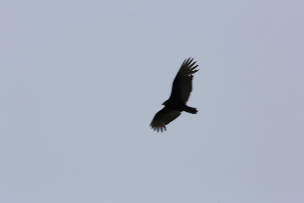 Turkey Vulture - ML616327017