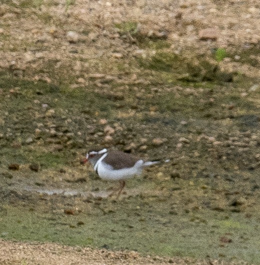 Three-banded Plover - ML616327065